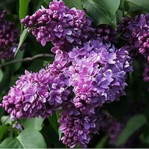 Сирень Максимович ø15 h30 см 85606572 STLM-2149454