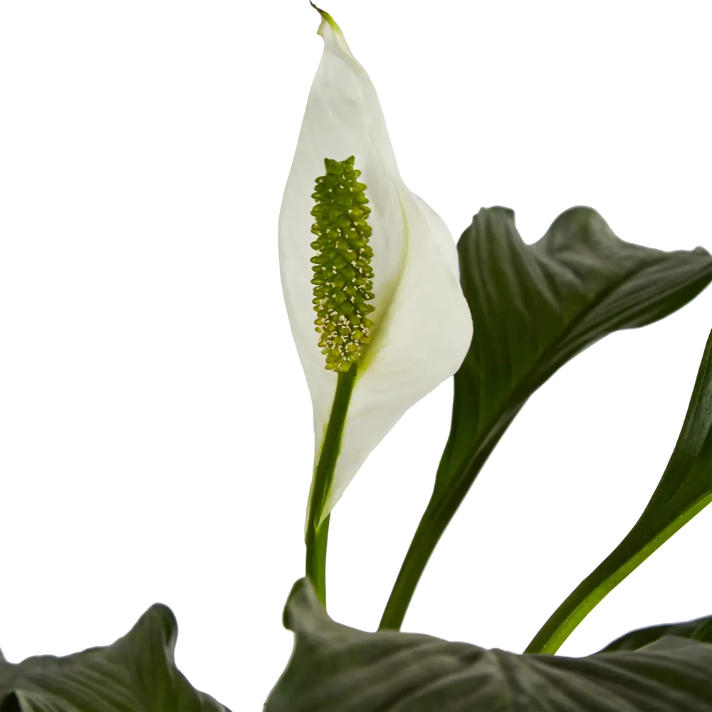 Santreyd Спатифиллум 'Женское счастье' - элегантное комнатное растение с белыми цветами 86750222 STLM-0071270 - Вид №2