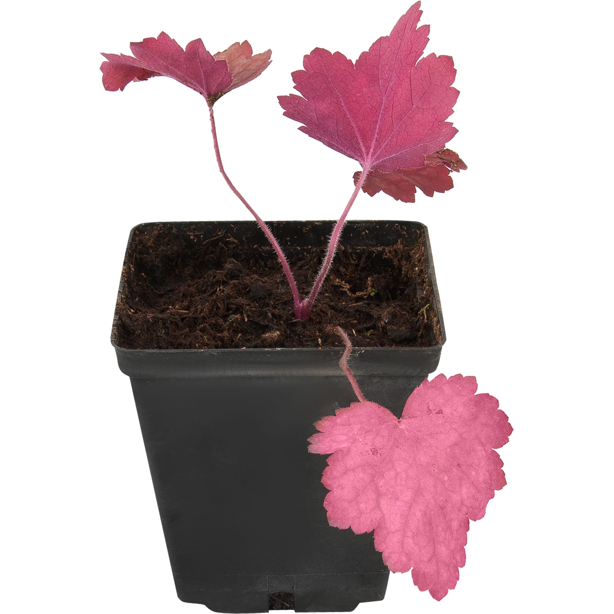 82595162 Гейхера «Рио» 11x15 см Santreyd 