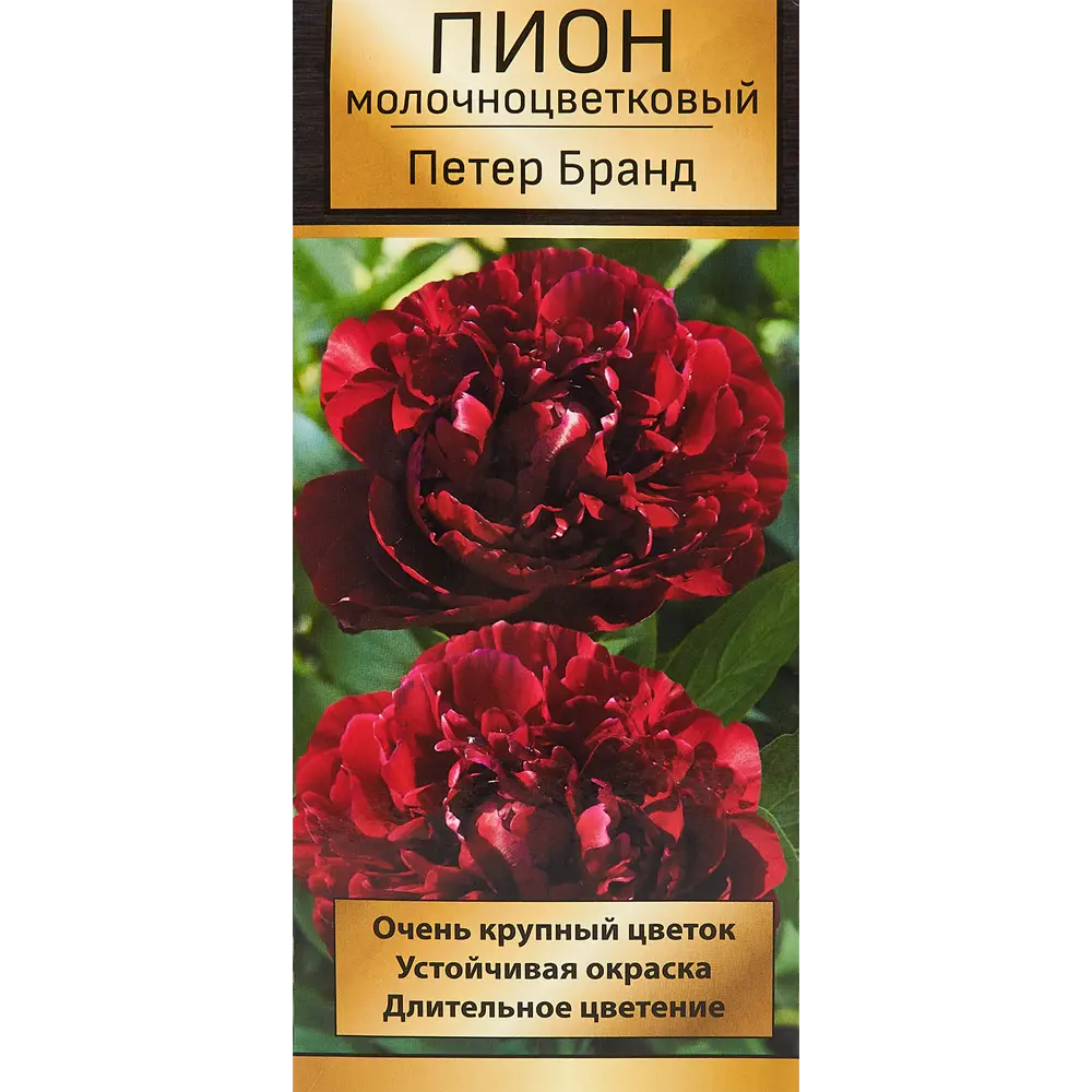 Пион молочноцветковый травянистый Петер Бранд 85205662 STLM-2210796 ПОИСК 