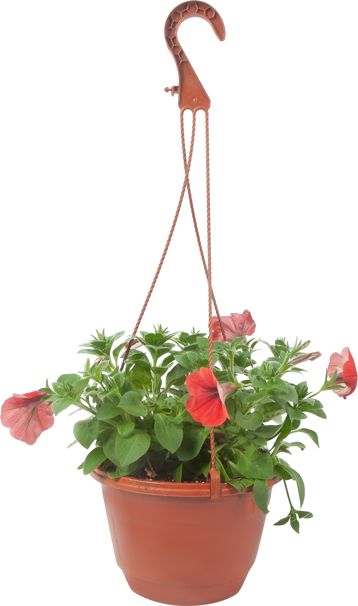 Петуния Santreyd в кашпо - цветущий саженец для дома и сада 83248483 STLM-0039961