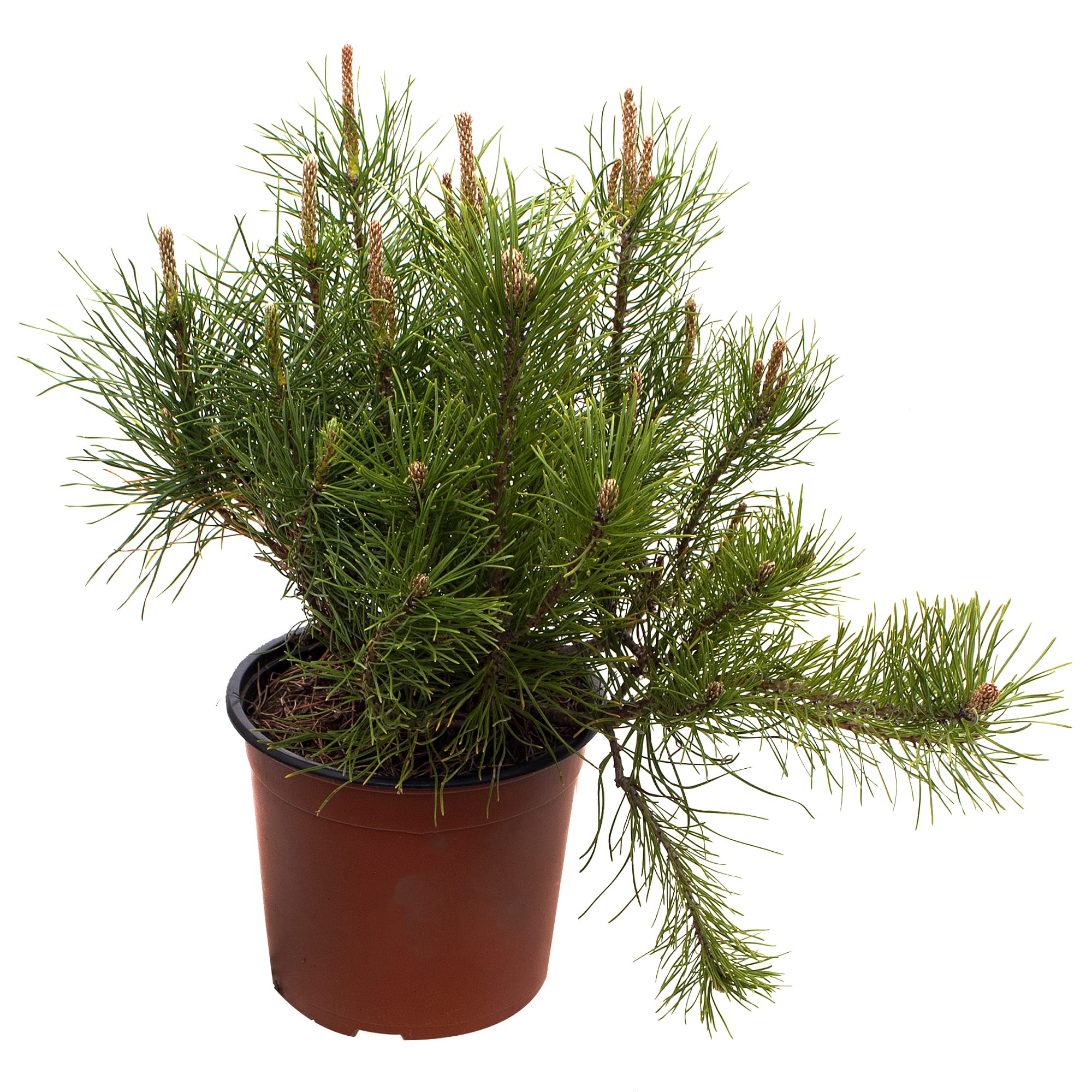 18383089 Сосна горная «Пумилио», 19х30-40 см Santreyd 