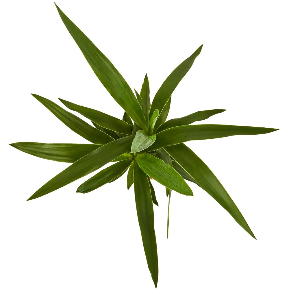 Santreyd Юкка комнатная — элегантное растение для современного интерьера 85324842 STLM-0061455 - Вид №2