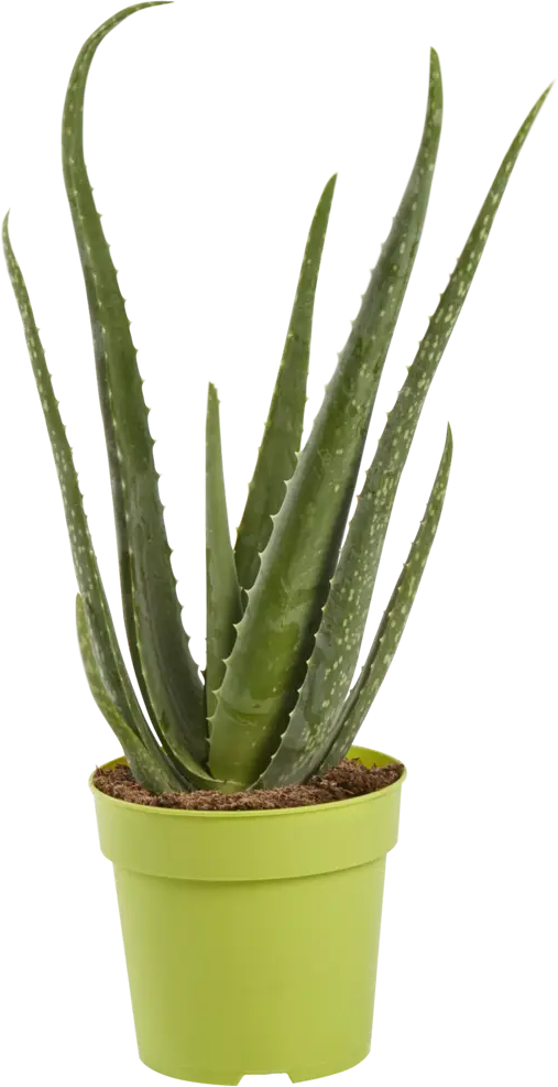 Santreyd Алоэ Микс — суккулент с природной гармонией в горшке ø12 см 82399789