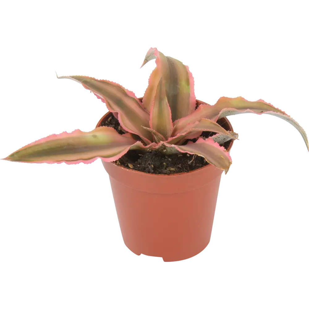 Santreyd Криптантус микс - декоративное растение с яркой листвой 82932712 STLM-0038100