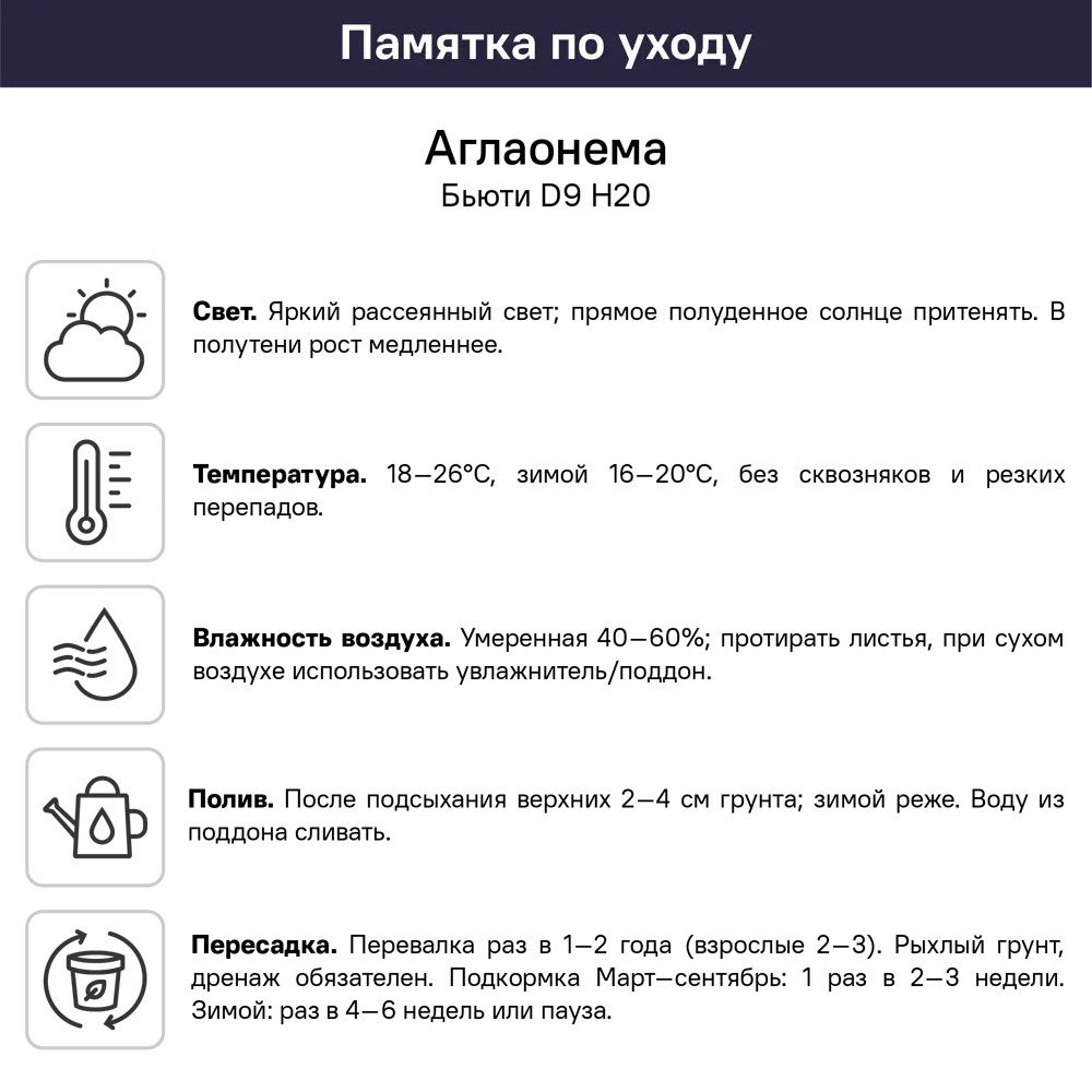 Аглаонема Бьюти ø9 h20 см 89396226 STLM-2044119 Santreyd  - Вид №5