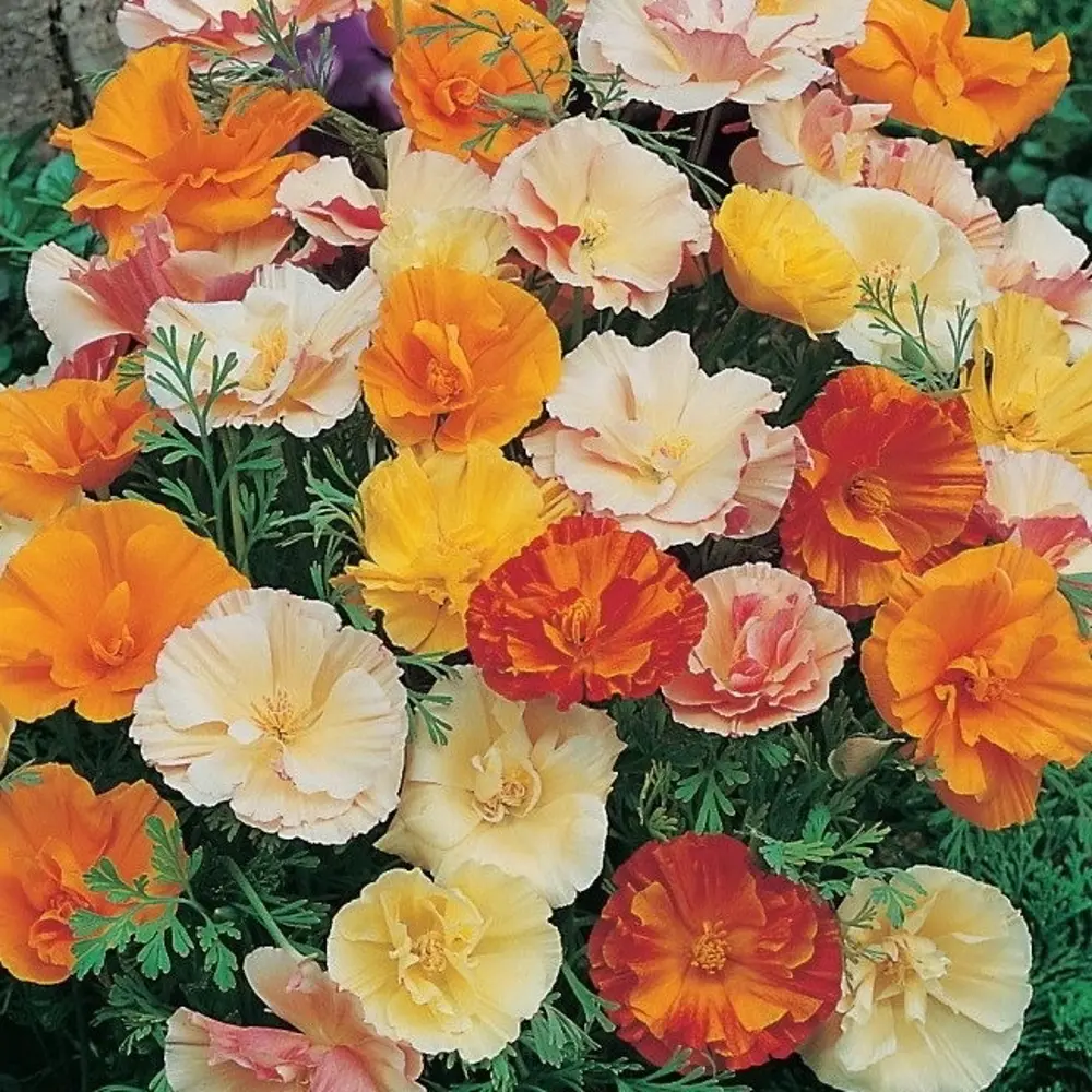 САДОК Эшшольция махровая - яркий ковер из бархатных цветов 82110677 STLM-0961693