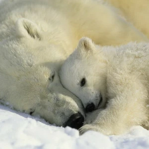1-605-Polar-Bears-NG Фотообои Komar National Geographic 1.27х1.84 м