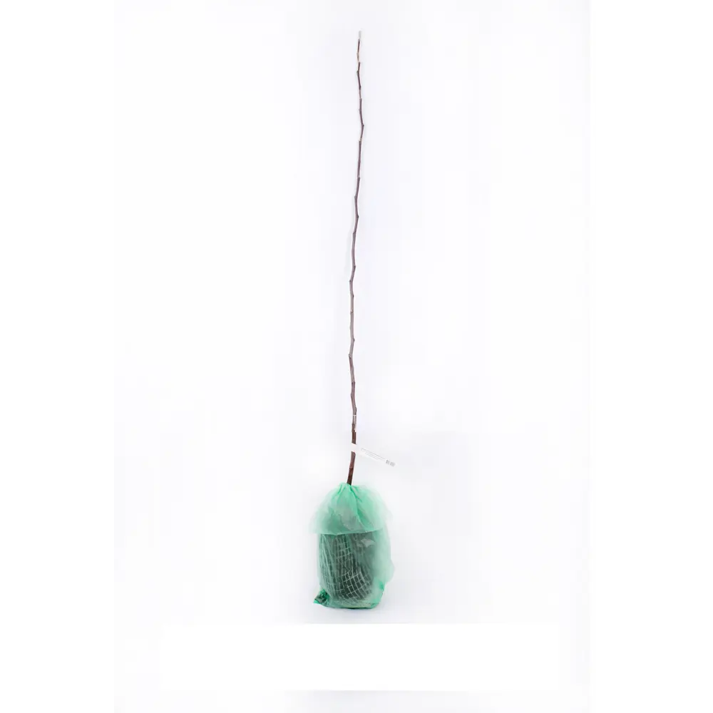 Яблоня Лобо в тубе Поиск Инвест 83791290 STLM-2123216 Santreyd 