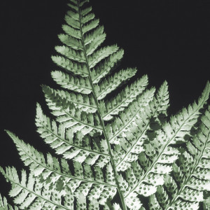 0802/CX38 Картина 0802 Adriani e Rossi