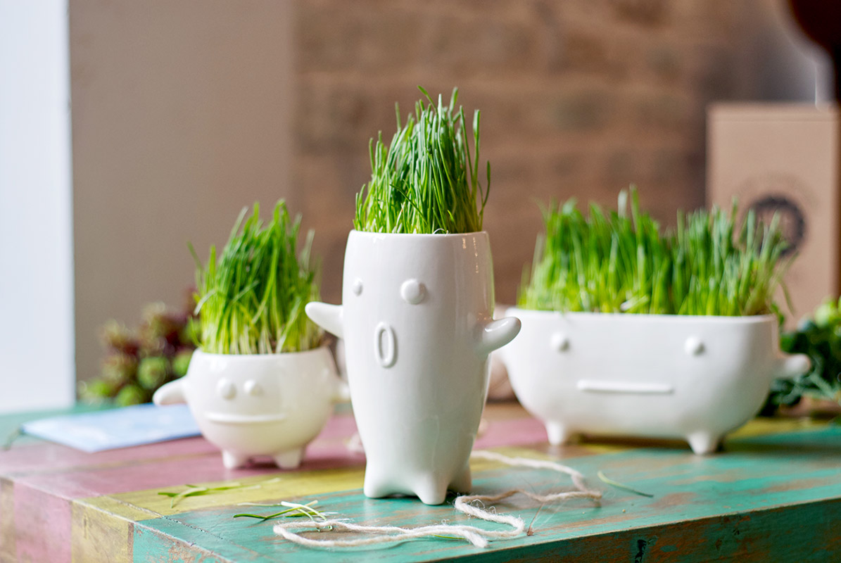 Набор для выращивания Eco Буль ЭКОЧЕЛОВЕКИ 8002 - Вид №2