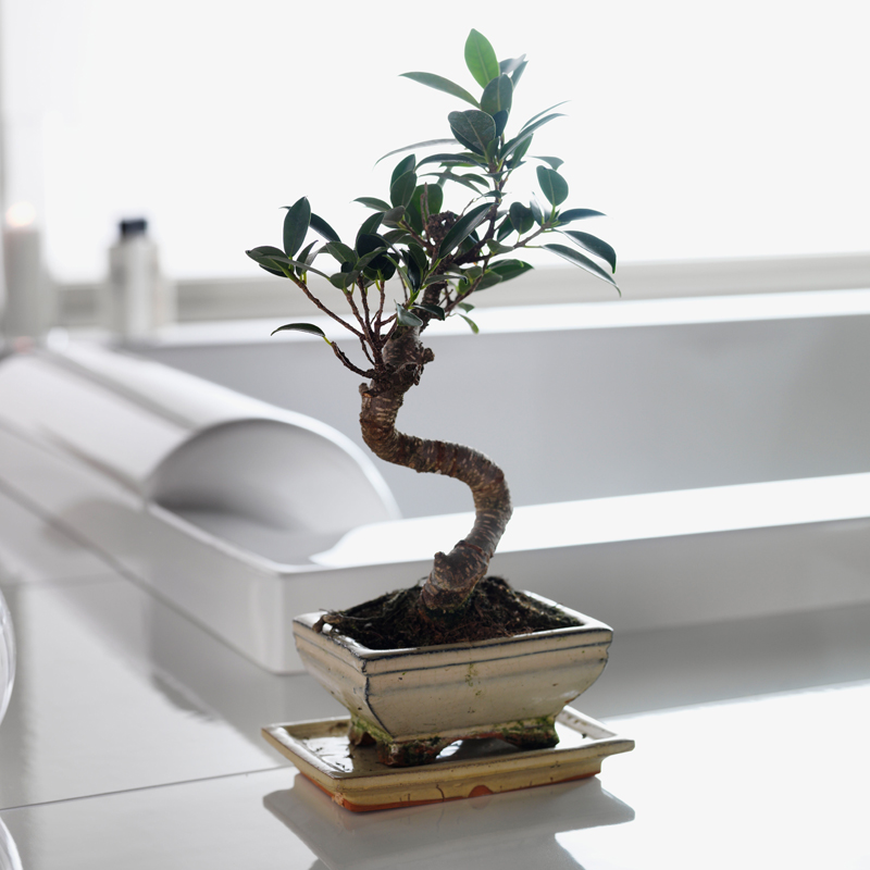 20082112-00  Pacific 190Sq Executive 2.0 Westerbergs  - Вид №3