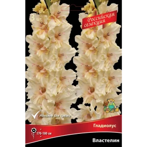 Гладиолус Властелин, 3 шт. 89351813 STLM-2113968