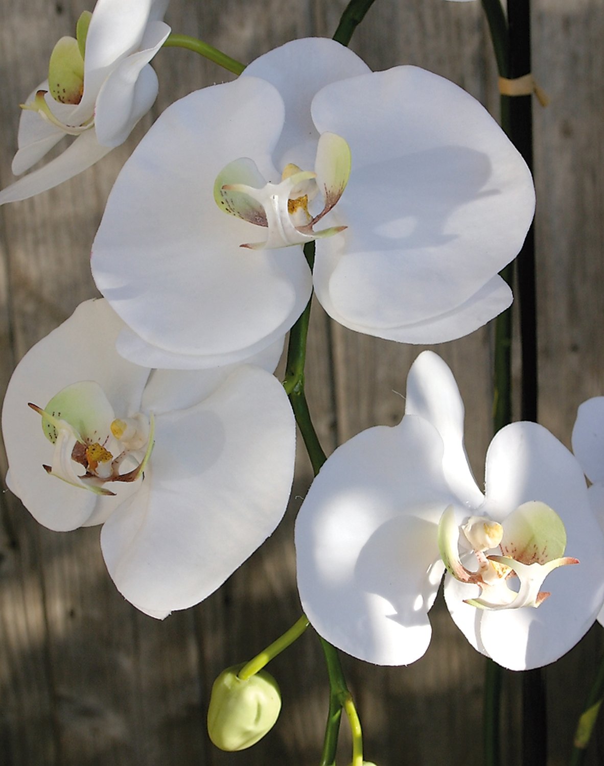 2506 778 a3 Пластиковая орхидея Phalaenopsis, 2-х кратная, горшечная, 80 см, real touch, бежево-белая H-andreas 