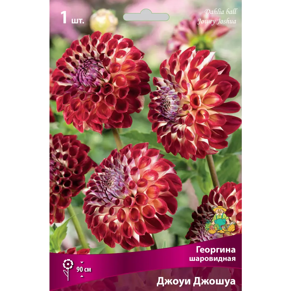 Георгина шаровидная Джоуи Джошуа луковица I ПОИСК STLM-2182719