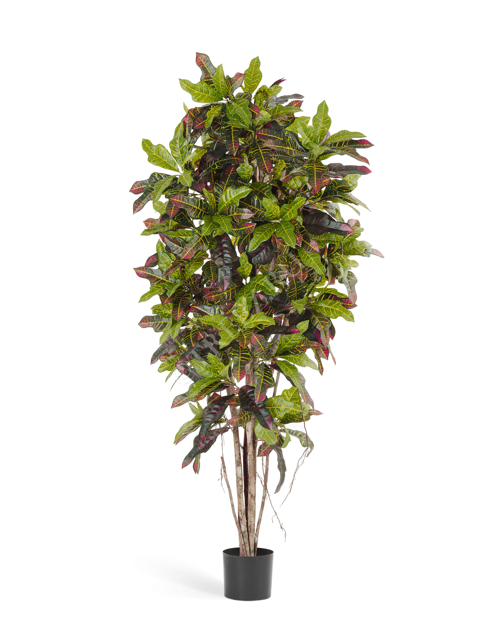 10.37608N Кротон Цветочная коллекция  - Вид №1