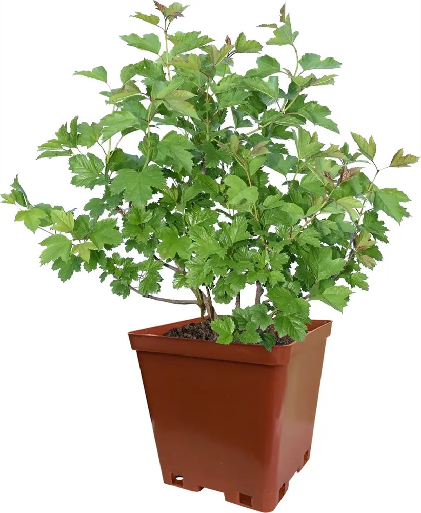 Калина «Таежные рубины» Santreyd - ягодный кустарник для северных садов 82237799