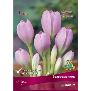 Безвременник «Джайант» размер луковицы 18/20