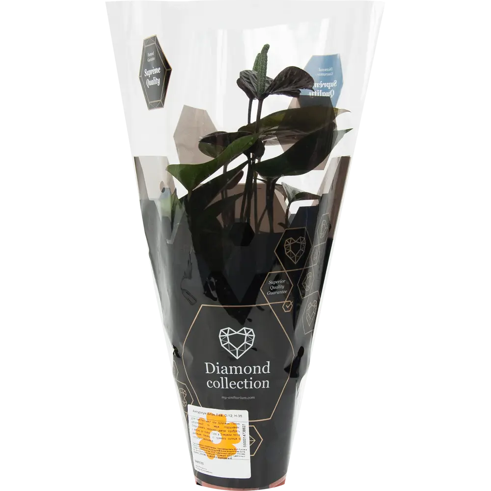 Santreyd Антуриум Блэк лав — изысканное тропическое растение с глянцевой листвой 84450765 STLM-0050227 - Вид №3