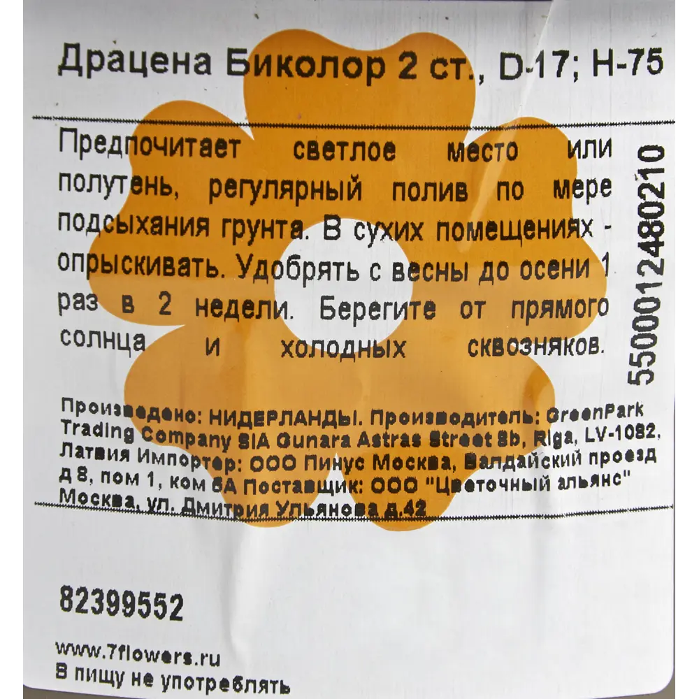 Драцена Биколор 2 ствола 17x75 см 82399552 STLM-2019892 Santreyd  - Вид №2