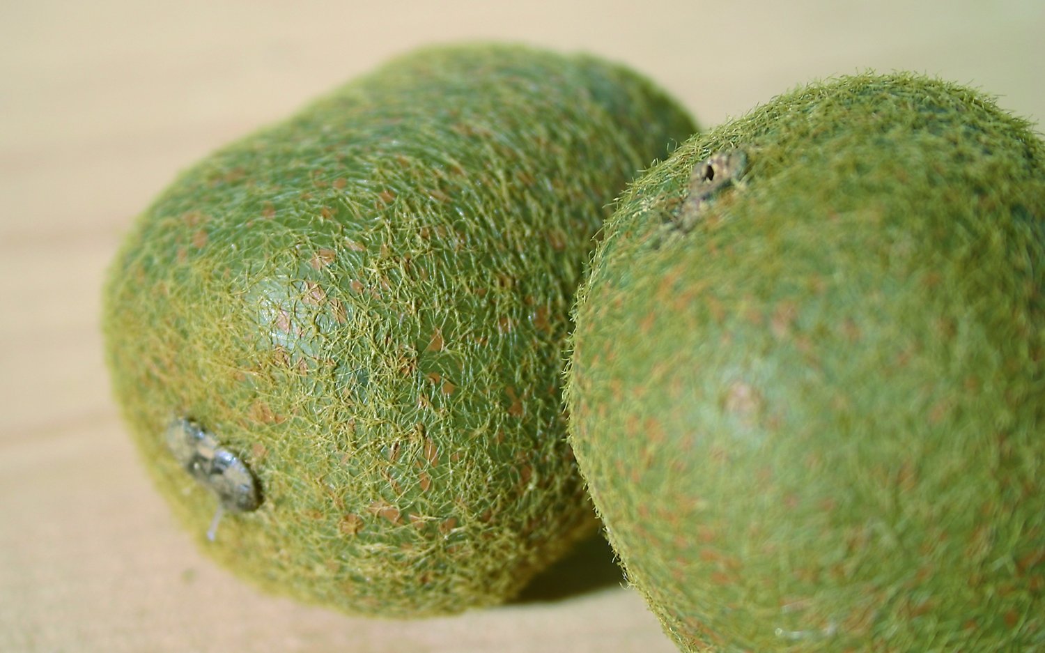 7267 666 a2 Искусственный киви, 7 см, коричневый H-andreas 