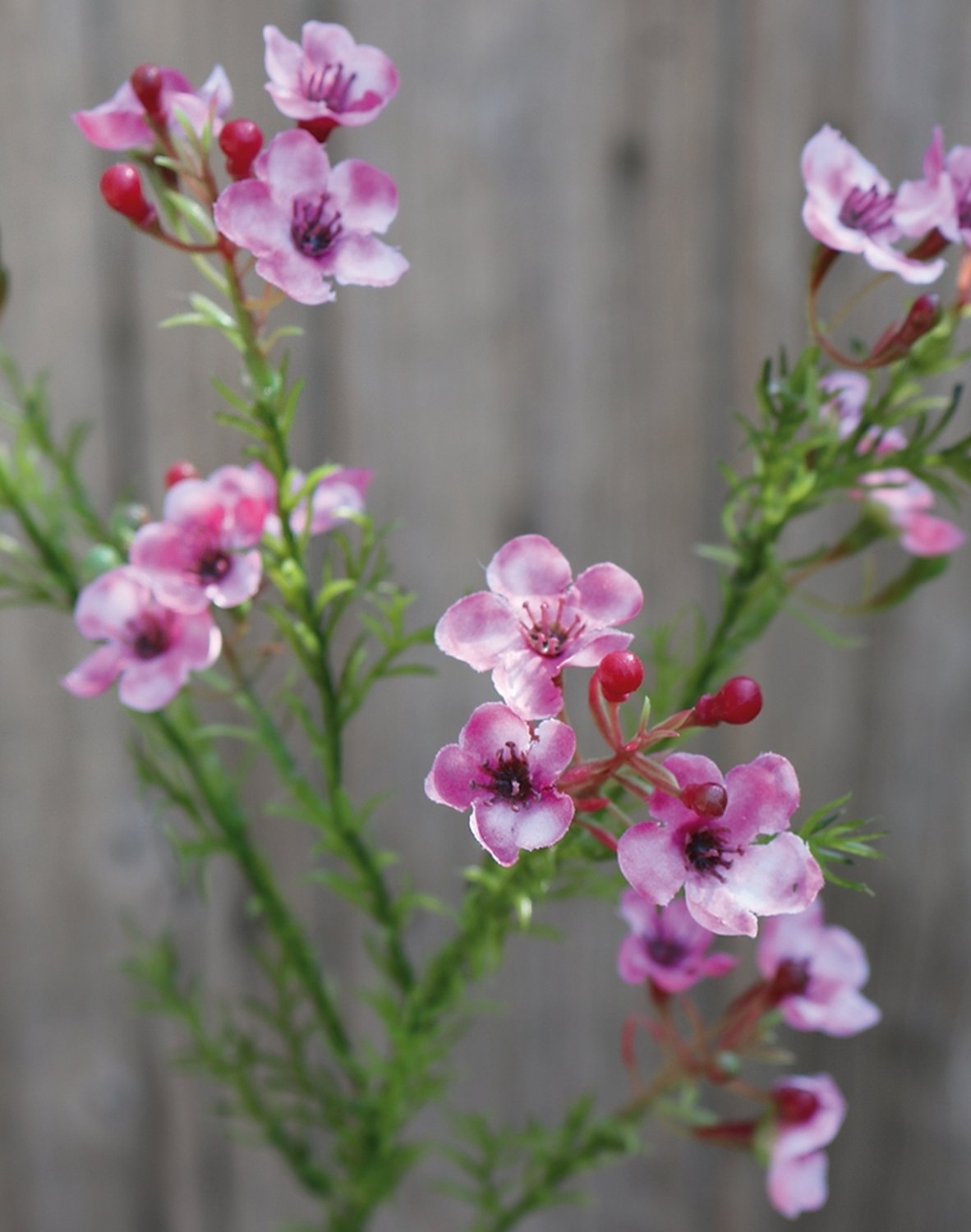 2021 515 a3 Растение из искусственного воска, 65 см, розовое H-andreas  - Вид №2