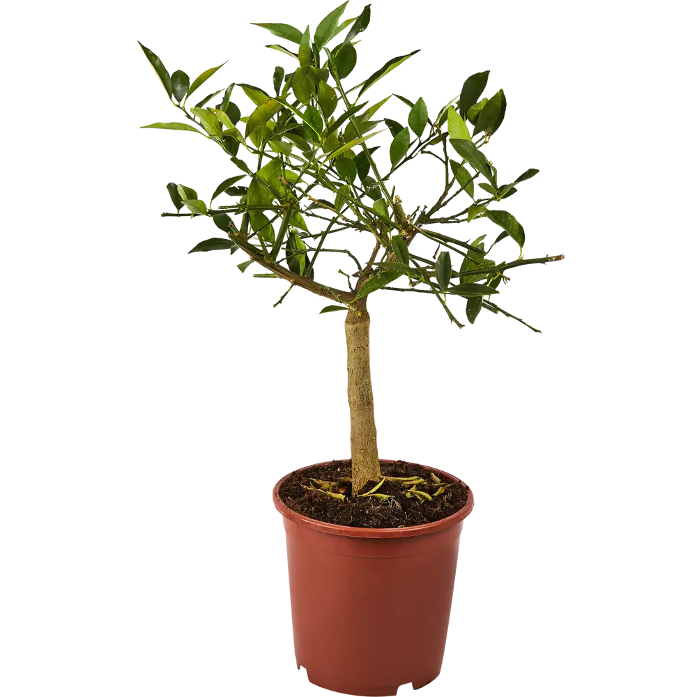 Santreyd Цитрус микс - комнатное цитрусовое дерево с плодами 86720719 STLM-0070946 - Вид №1