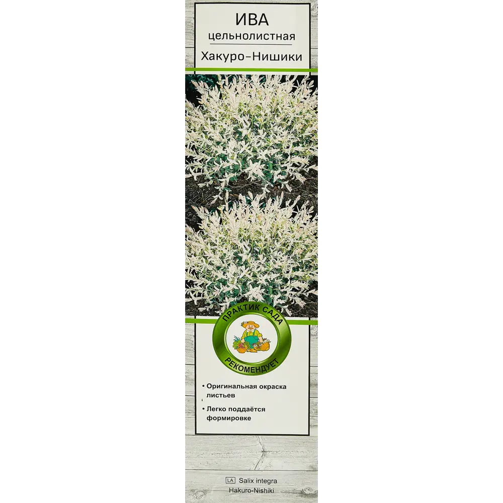 Ива цельнолистная Хакуро-Нишики h35 см 82527664 STLM-2135466 Santreyd 