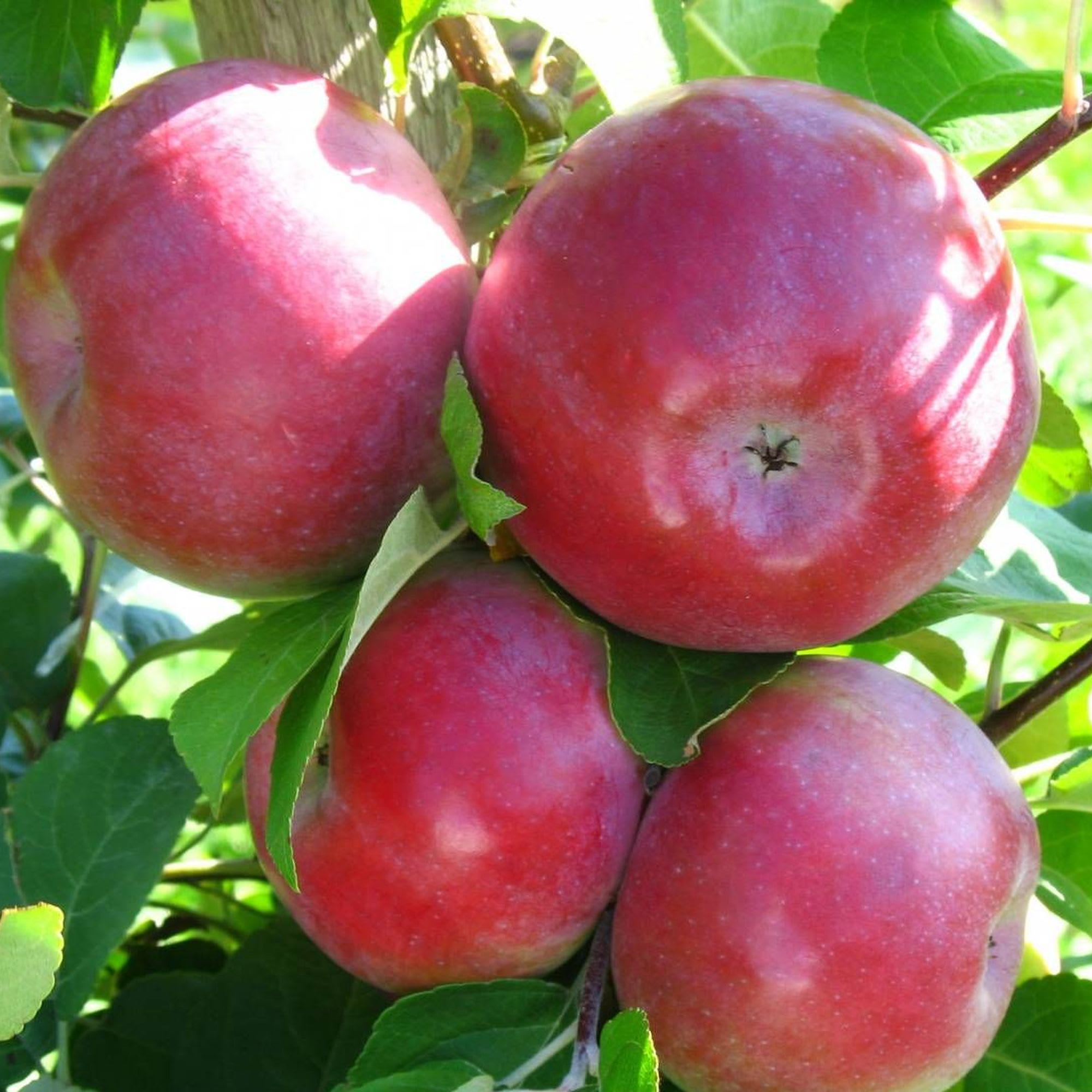 18654627 Яблоня «Лобо» 4 л Santreyd 