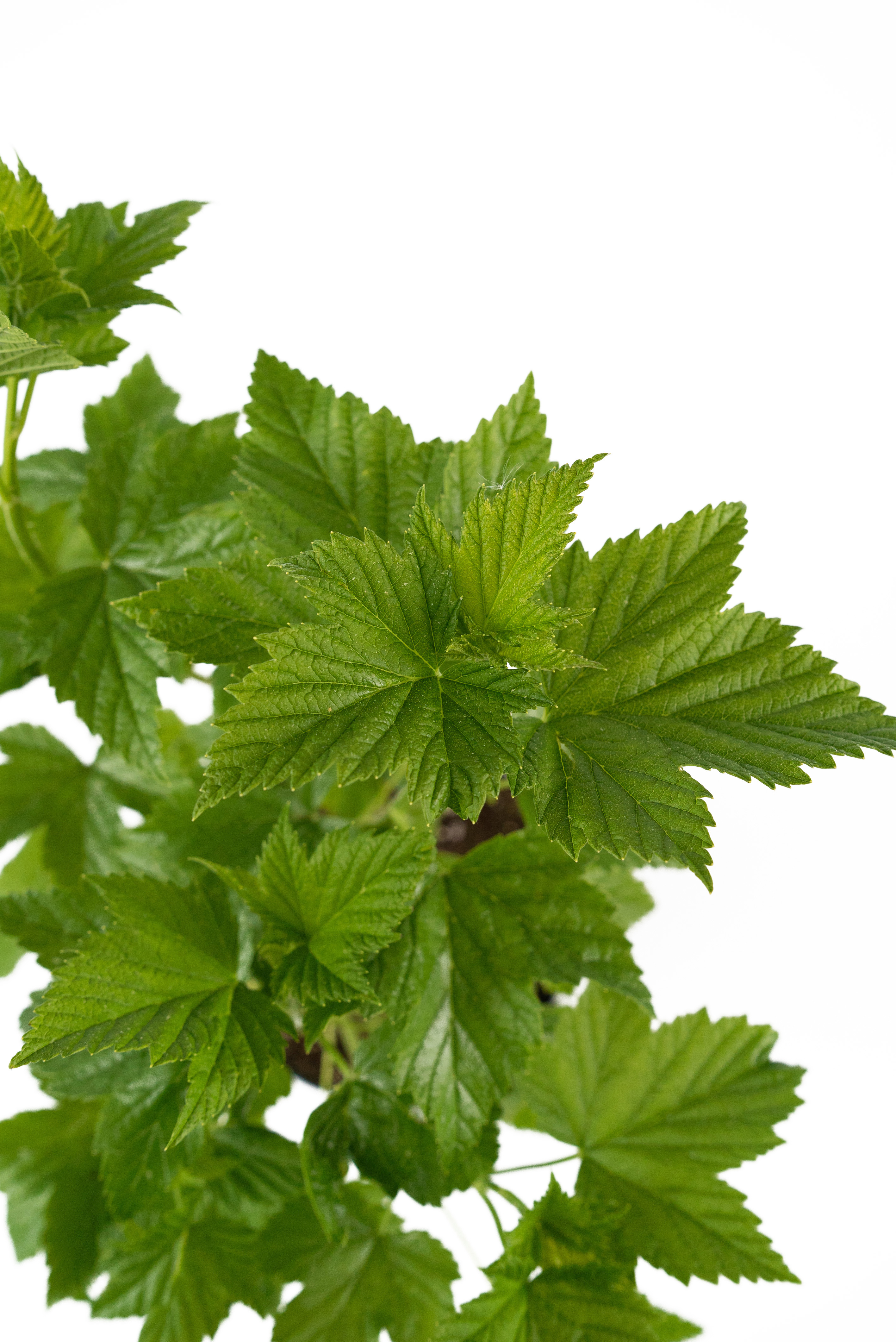 Саженец смородины черной Селеченская-2 84841707 Santreyd STLM-0055931 - Вид №3