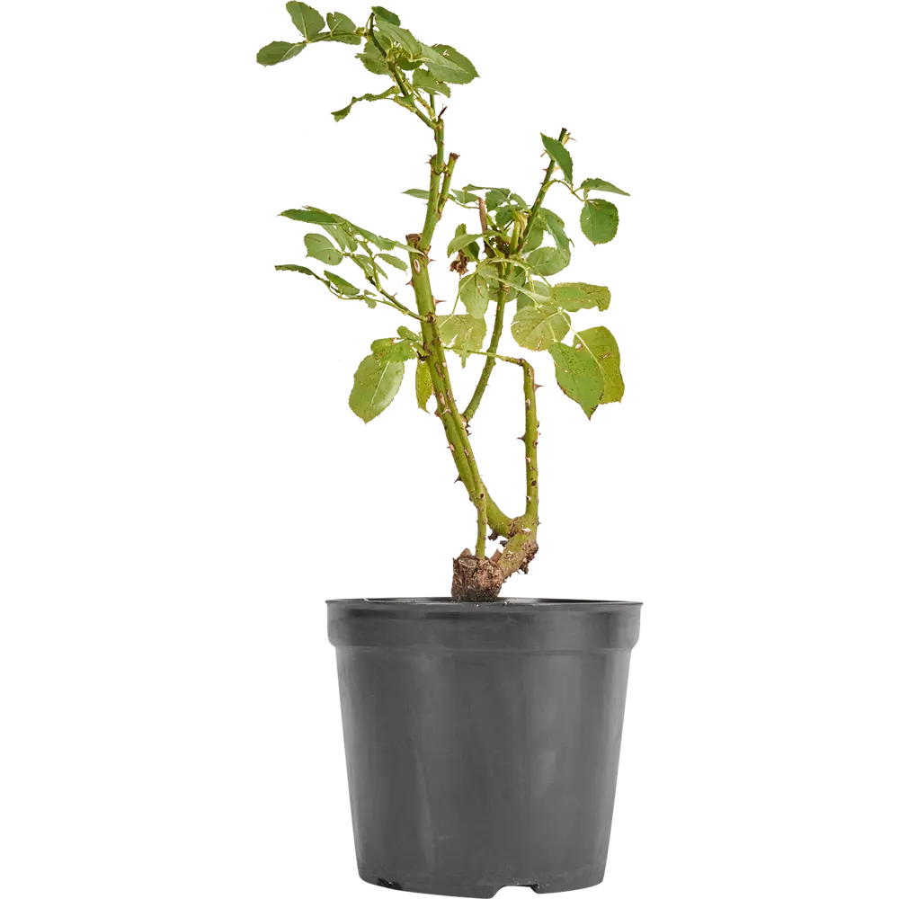 Роза микс ø20 h45 см Santreyd STLM-2092429