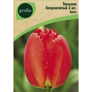 Тюльпан бахромчатый Арма Арма 3 шт. 88663325 STLM-2167702