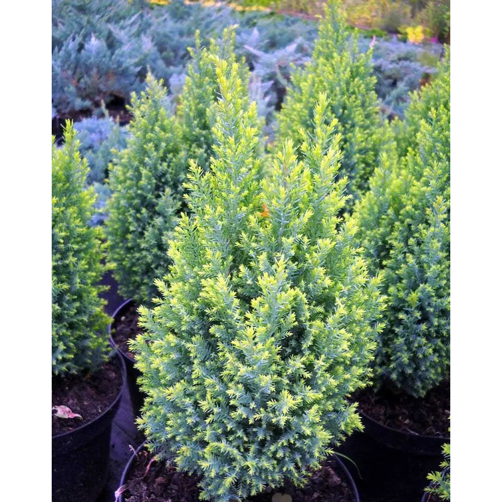 Кипарисовик Лавсона Элвудс Голд ø17 h30 - 40 см 87691135 STLM-2037501 PLANTMARKET 