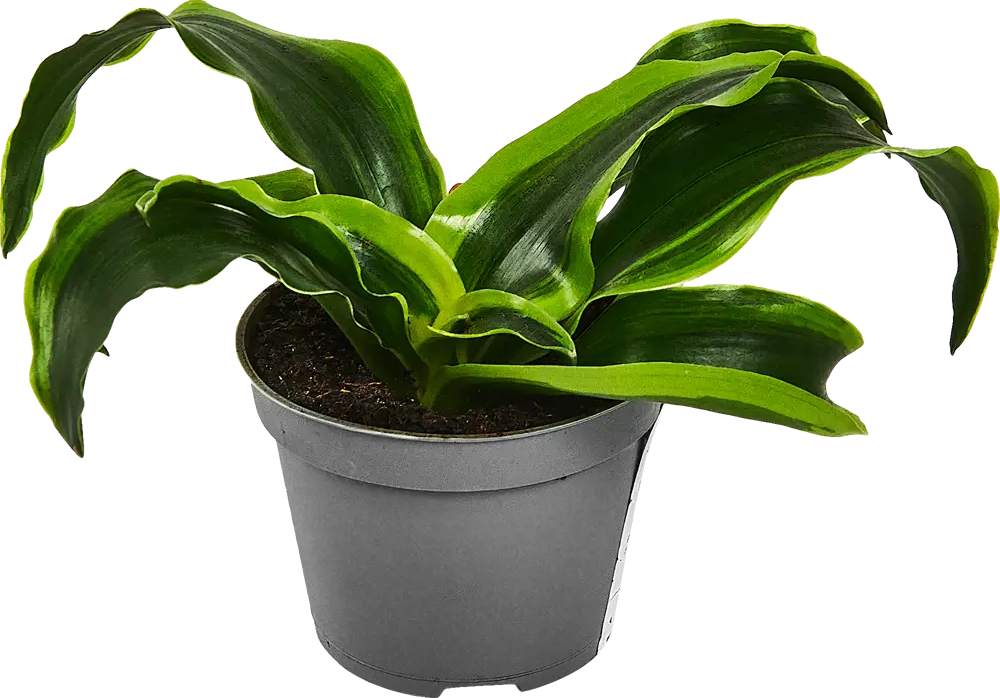 Santreyd Драцена микс — изящное комнатное растение для вашего интерьера 89352941