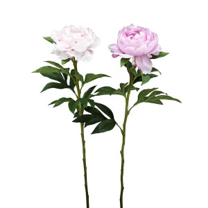 210303,5 ABHIKA PEONY STEM ASS2COL PINK