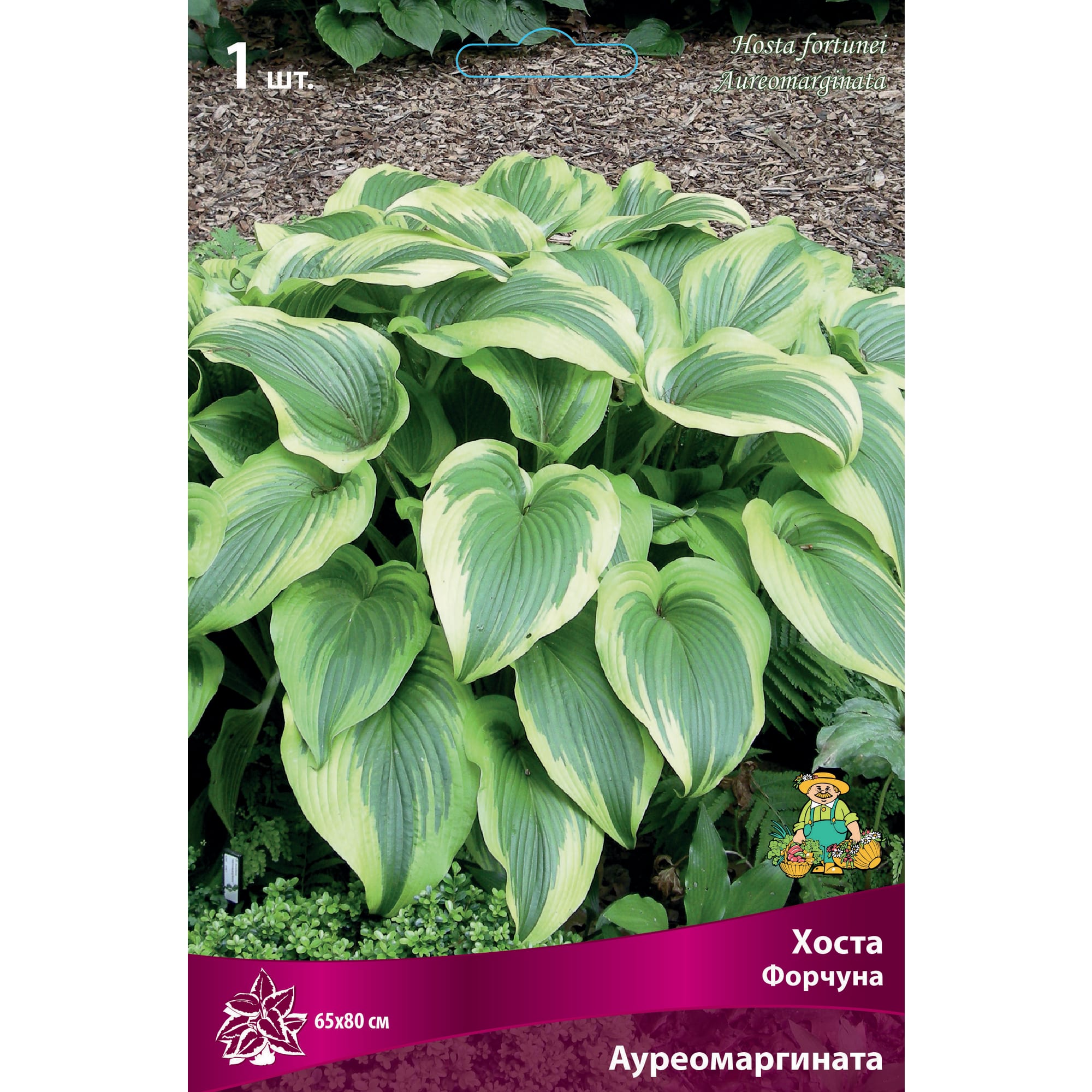 88294695 Хоста Форчуна Ауреомаргината луковица I Santreyd 