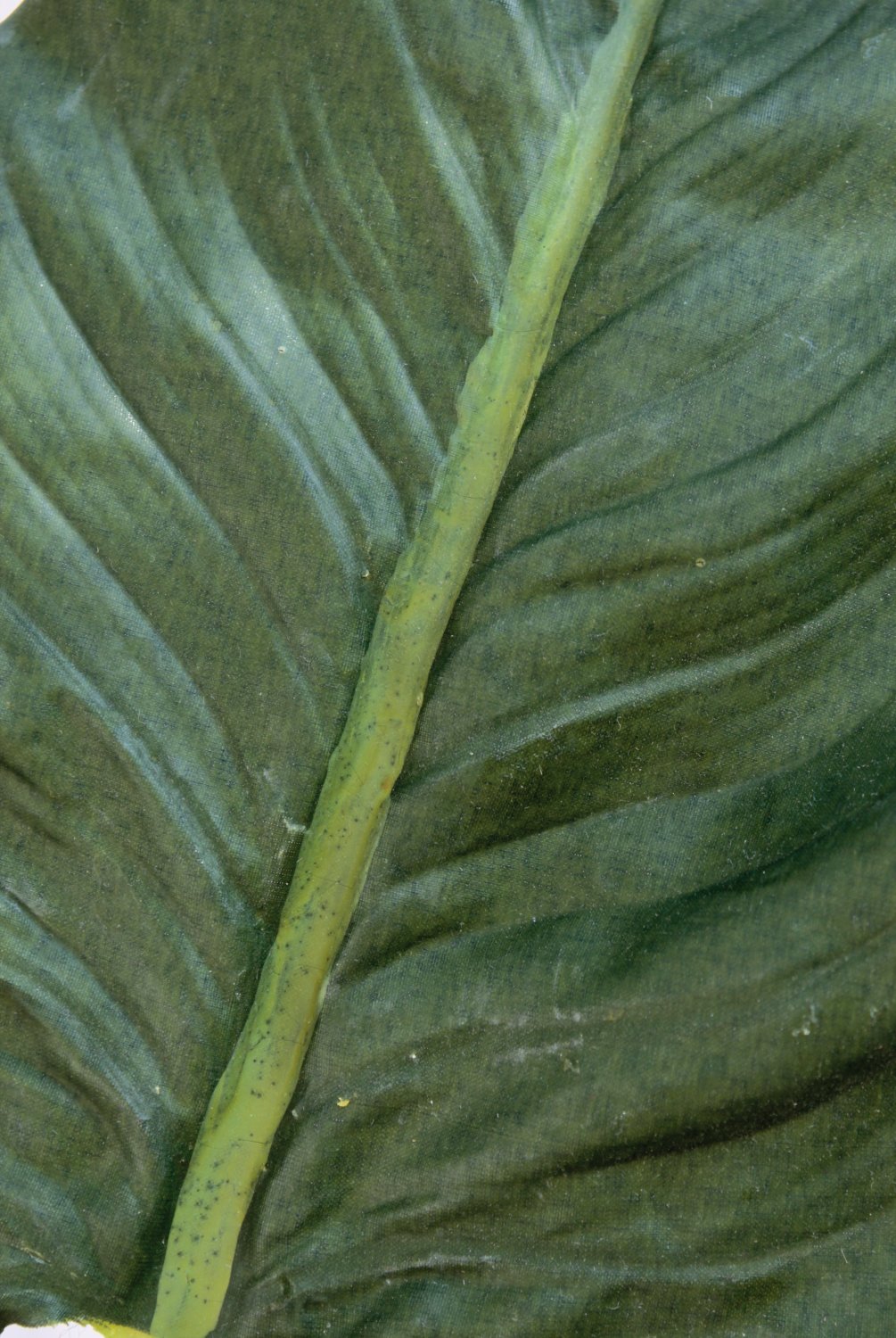 5155 883 a2 Искусственный лист зантедескии, 84 см, зеленый H-andreas 