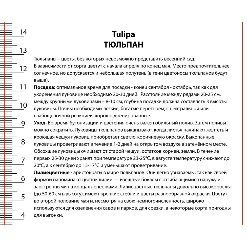 Луковицы тюльпана лилиецветного Холланд Шик 2 шт. 89433488 ПОИСК STLM-1580277 - Вид №1