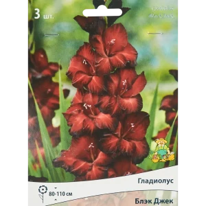 Гладиолус крупноцветковый Блэк Джек, 3 шт 86410038 STLM-2195096