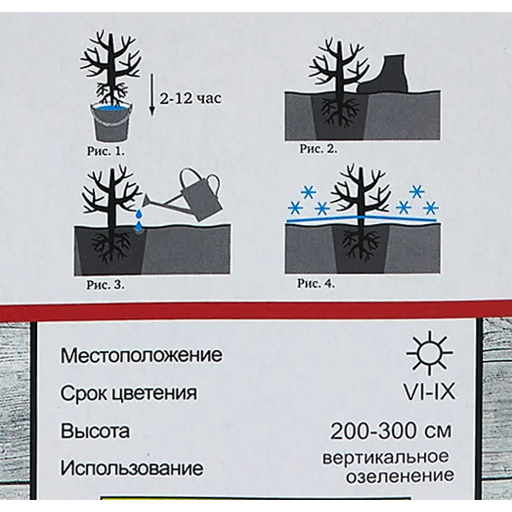 Роза плетистая Шнеевальцер h100 см 86543278 STLM-2211354 Santreyd  - Вид №4