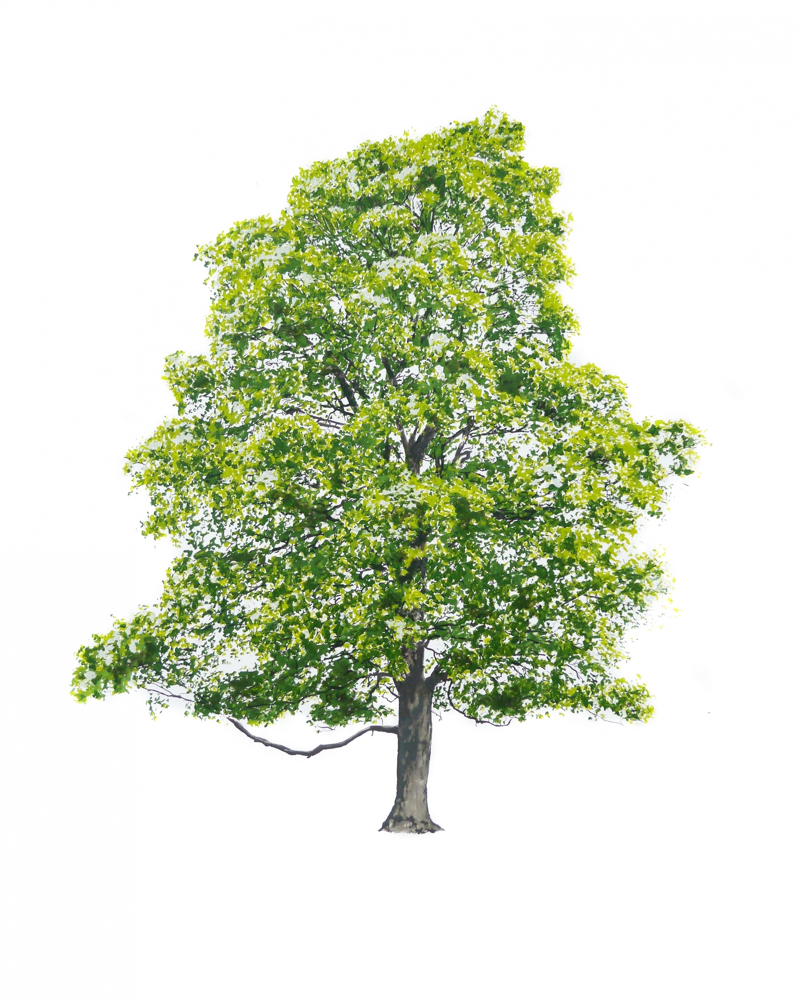 Дерево Magis sun-id-1329002 - Вид №1