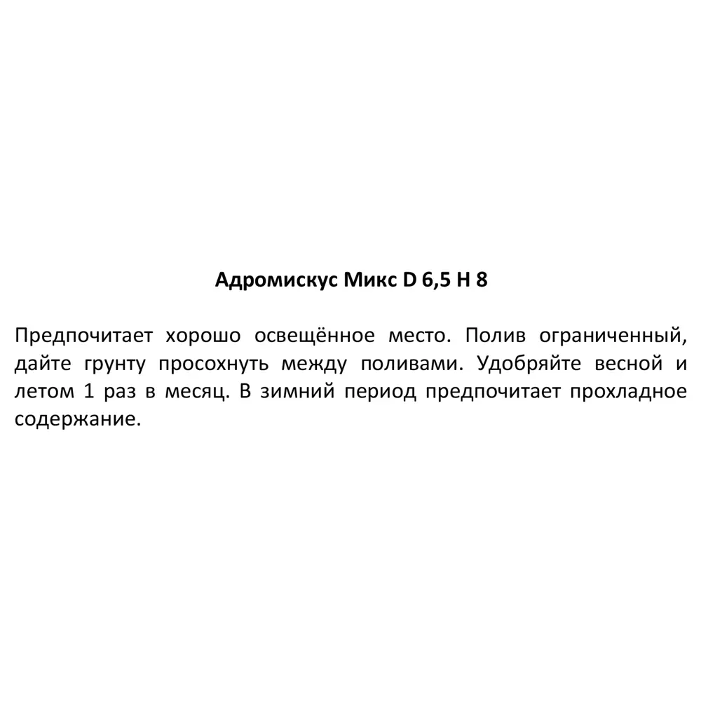 Адромискус микс Santreyd - суккулент для домашнего интерьера 88477127 STLM-0077756 - Вид №4
