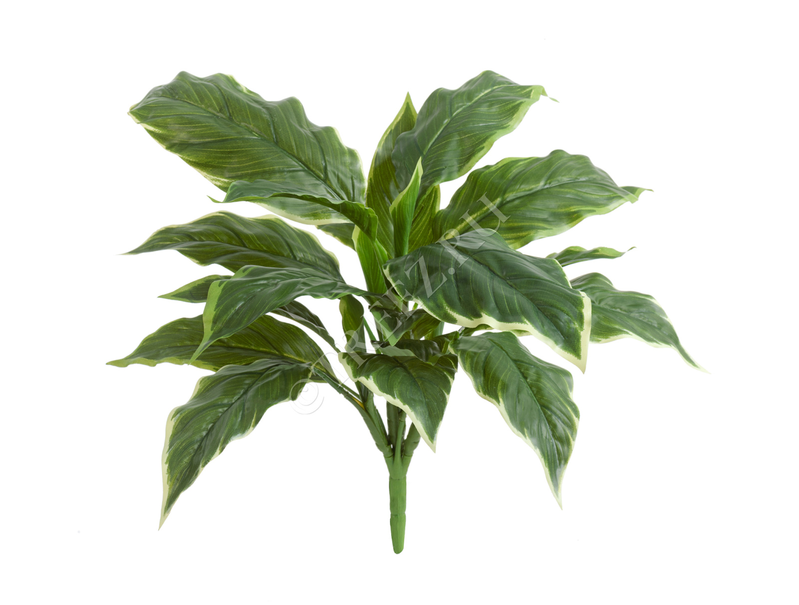 20.1152GWH Хоста Соу Свит зелёная с белой каймой (Sensitive Botanic) Цветочная коллекция 