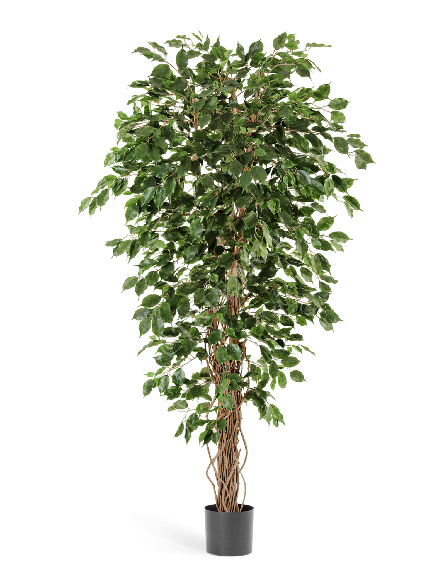 10.30606N Фикус Бенджамина Лиана Цветочная коллекция 