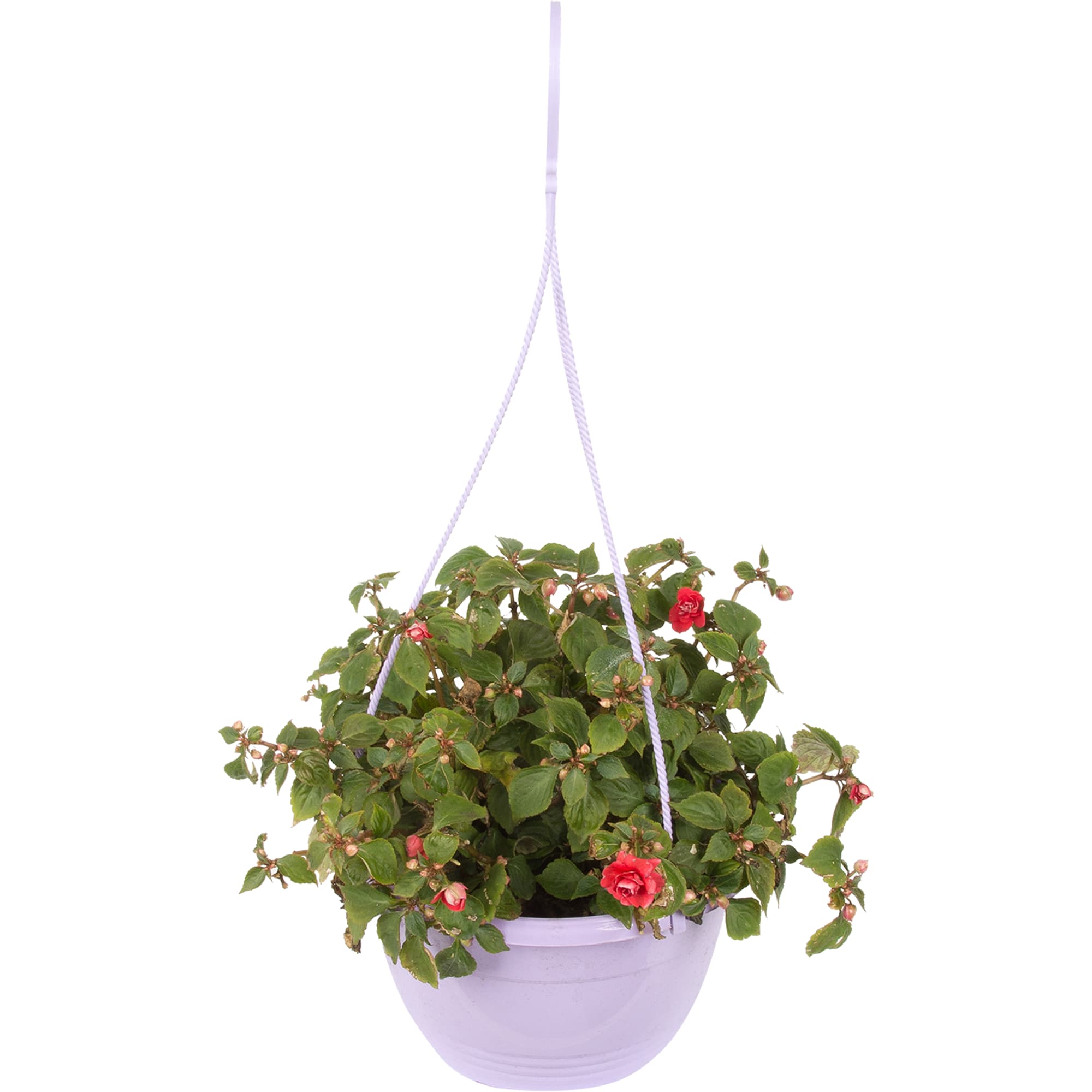 12511924 Бальзамин 21х30 см Santreyd 