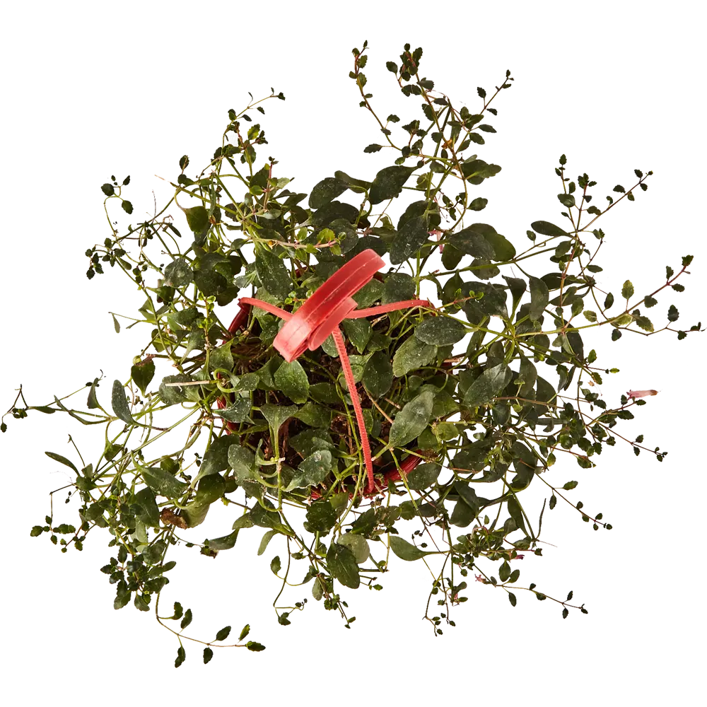 Santreyd Каланхое Мангини - цветущий суккулент для интерьера 89296620 STLM-1343701 - Вид №2