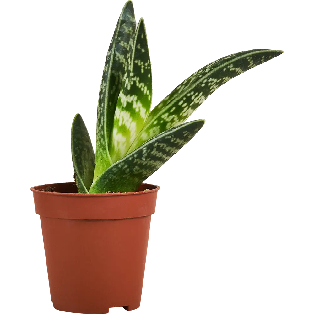 Santreyd Микс кактусов и суккулентов в горшке 88477121 STLM-0077751 - Вид №1