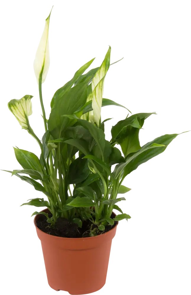 Спатифиллум Чопин Santreyd — элегантное тропическое растение с белоснежными цветами 14032601