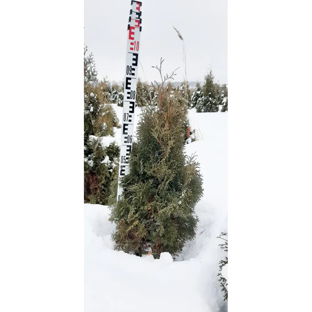 Туя западная Холмструп ø30 h70 см 85923216 STLM-2036454 ГАВРИШ 
