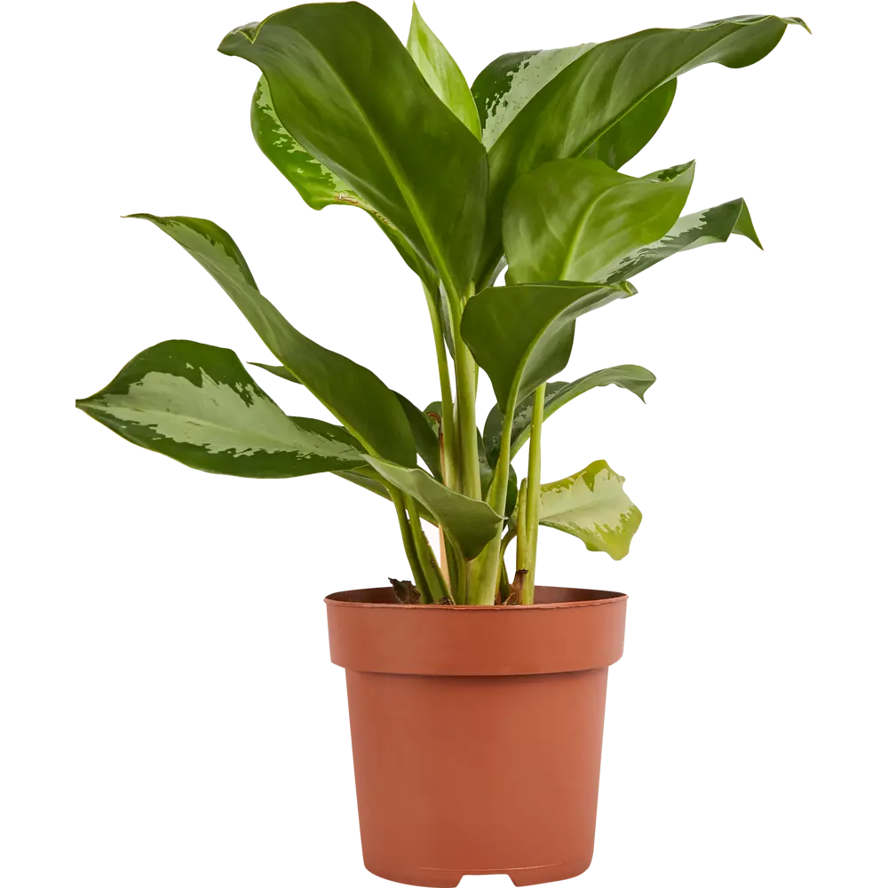 Аглаонема Росток Santreyd - комнатное растение с малиновым кантом 84587059 STLM-0052400